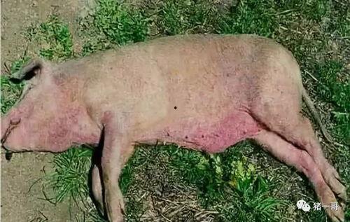 猪链球菌爆料怎么做视频,揭秘病毒传播与防控策略